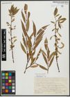 Foto von Salix alba L. x Salix fragilis L.